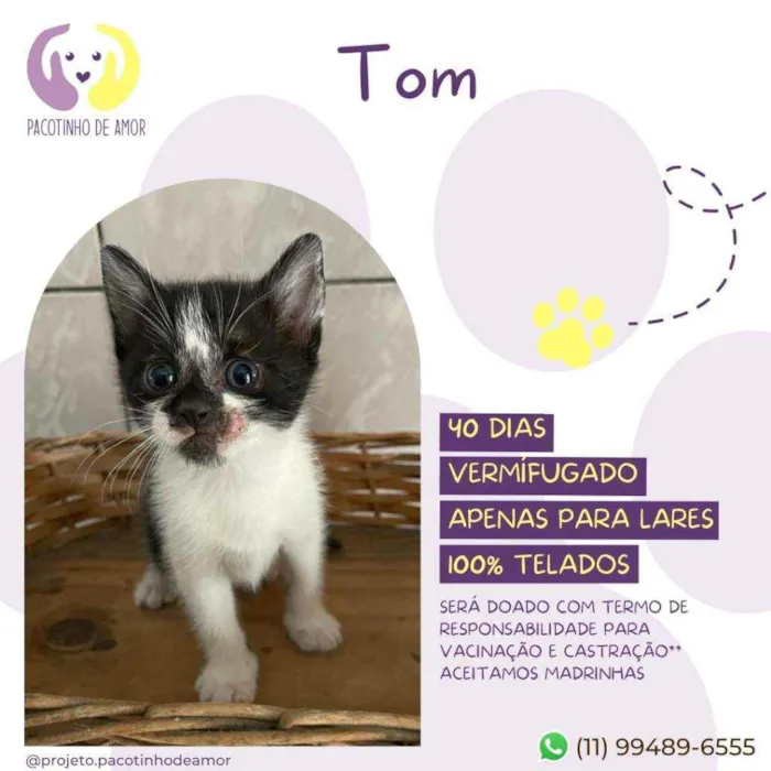Gato raça Srd idade Abaixo de 2 meses nome Tom