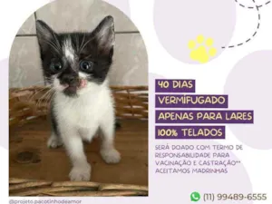 Gato raça Srd idade Abaixo de 2 meses nome Tom
