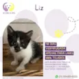 Gato raça Srd idade Abaixo de 2 meses nome Liz
