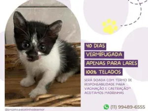 Gato raça Srd idade Abaixo de 2 meses nome Liz