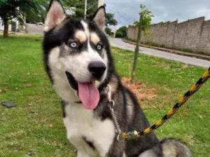 Cachorro raça Husky Suberiano idade 3 anos nome Stark
