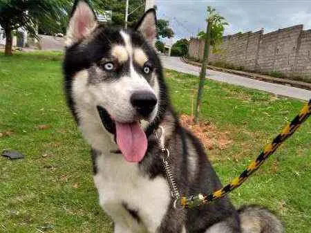 Cachorro ra a Husky Suberiano idade 3 anos nome Stark