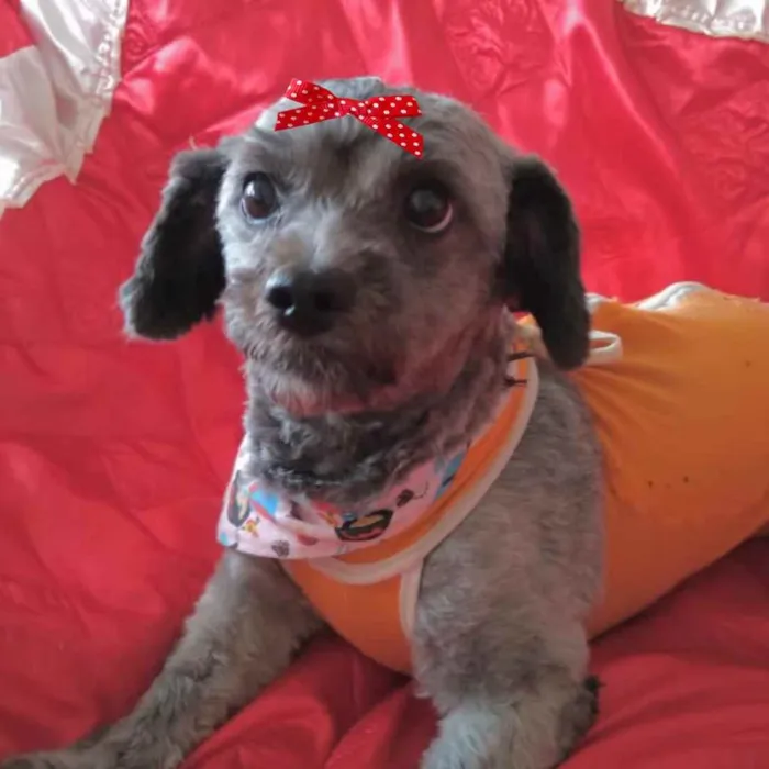 Cachorro ra a Mestiça  idade 1 ano nome Meg 