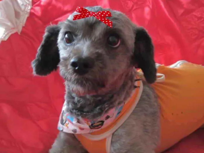 Cachorro ra a Mestiça  idade 1 ano nome Meg 