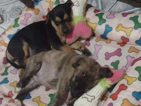 Cachorro ra a Acho que Fila idade Abaixo de 2 meses nome Aurora e Cacau