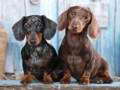 Cachorro raça cofap idade 2 a 6 meses nome desconhecido