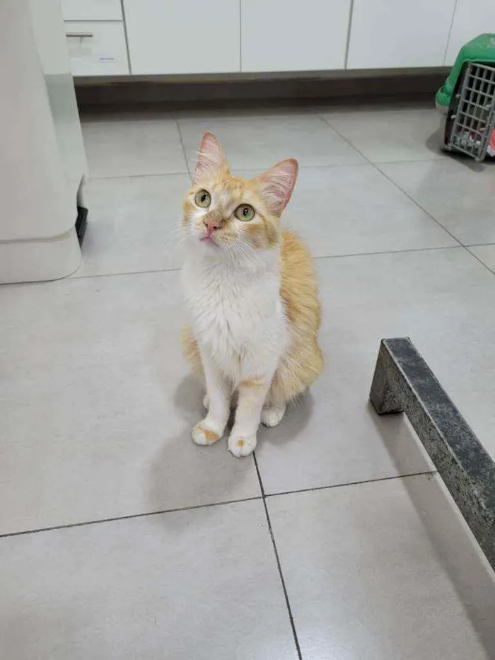 Gato ra a Srd idade 1 ano nome Mel