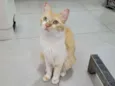Mel
