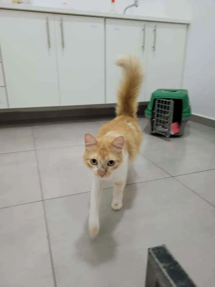 Gato ra a Srd idade 1 ano nome Mel
