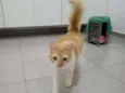 Mel