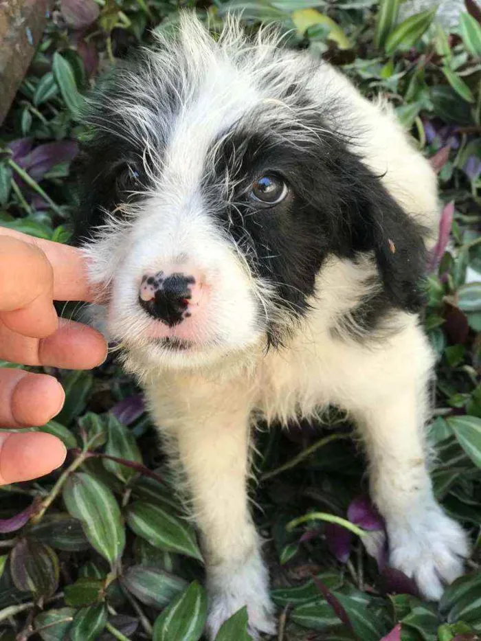 Cachorro raça Viralata idade 2 a 6 meses nome SEM NOME 3