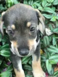 Cachorro raça Viralata idade 2 a 6 meses nome SEM NOME 12