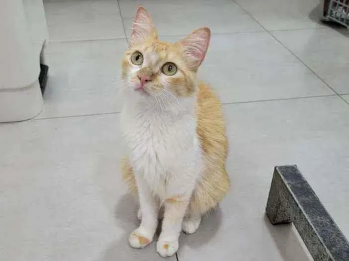 Gato ra a Srd idade 1 ano nome Mel