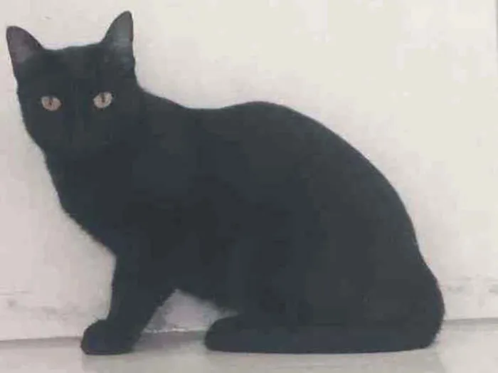 Gato raça Srd  idade 7 a 11 meses nome Thera