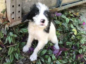 Cachorro raça Viralata idade 2 a 6 meses nome SEM NOME 3