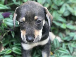 Cachorro raça Viralata idade 2 a 6 meses nome SEM NOME 12