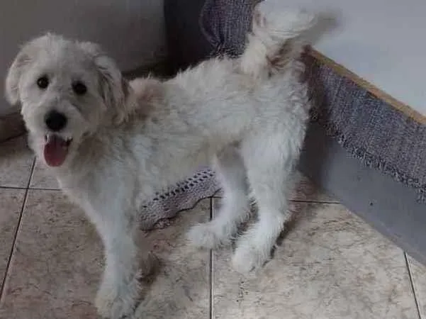 Cachorro raça Mestiço de poodle idade 2 a 6 meses nome Lupy