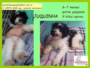 Cachorro raça SRD  idade 2 a 6 meses nome Juquinha