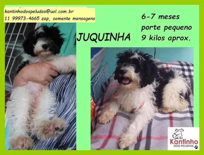Cachorro raça SRD  idade 2 a 6 meses nome Juquinha
