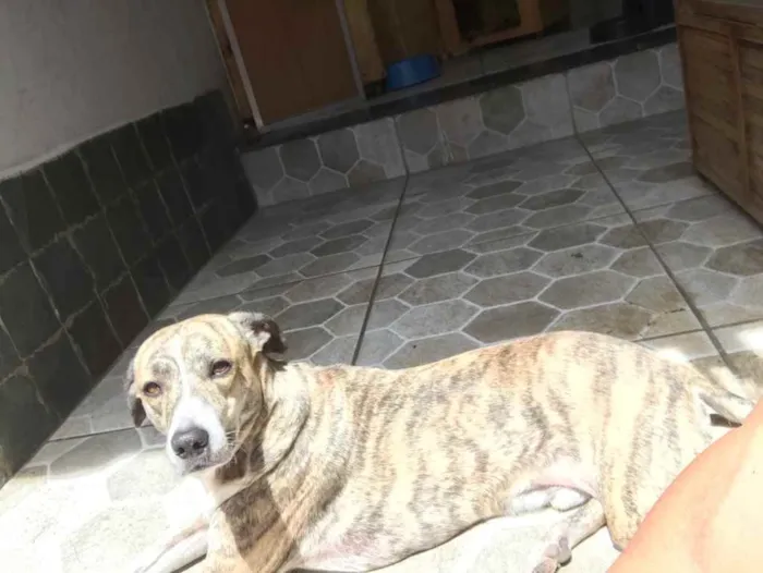 Cachorro ra a Vira-Lata idade 5 anos nome Bob