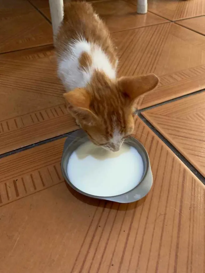 Gato ra a  idade Abaixo de 2 meses nome clovis