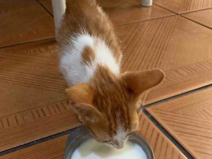 Gato ra a  idade Abaixo de 2 meses nome clovis