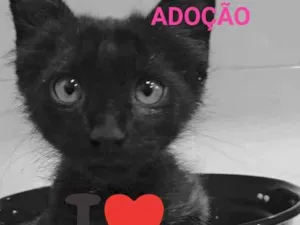 Gato raça Srd idade 2 a 6 meses nome Chaves