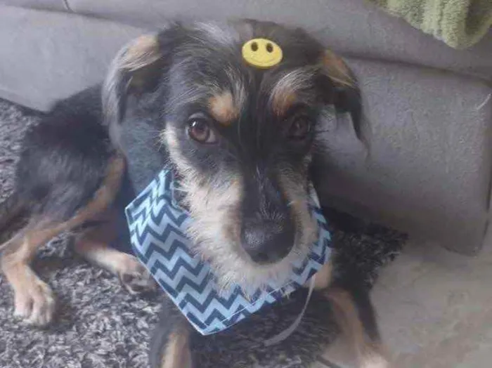 Cachorro raça SRD idade 2 a 6 meses nome Sem Nome