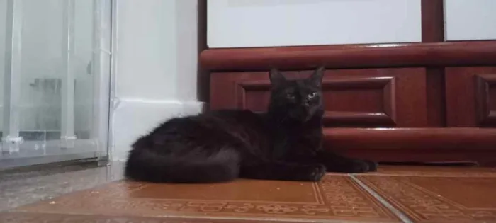 Gato ra a SRD idade 2 anos nome Megan Meggie