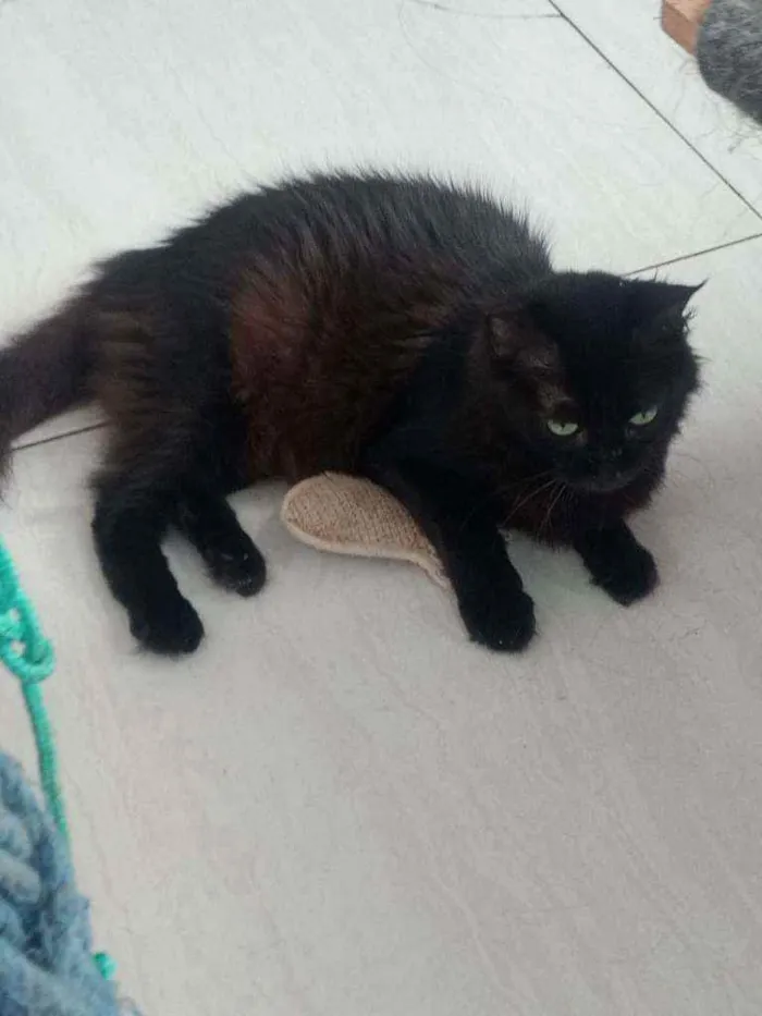 Gato ra a SRD idade 2 anos nome Megan Meggie