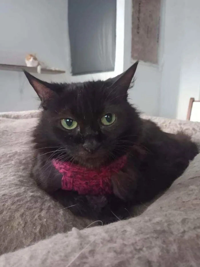 Gato ra a SRD idade 2 anos nome Megan Meggie
