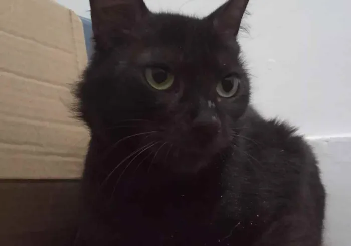 Gato ra a SRD idade 2 anos nome Megan Meggie