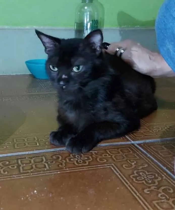 Gato ra a SRD idade 2 anos nome Megan Meggie