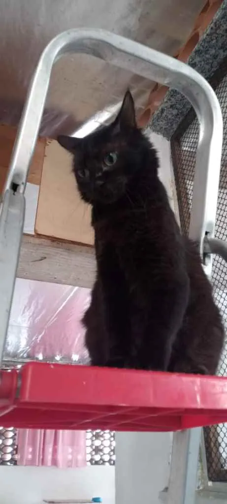 Gato ra a SRD idade 2 anos nome Megan Meggie