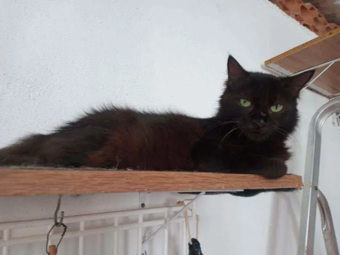 Gato ra a SRD idade 2 anos nome Megan Meggie