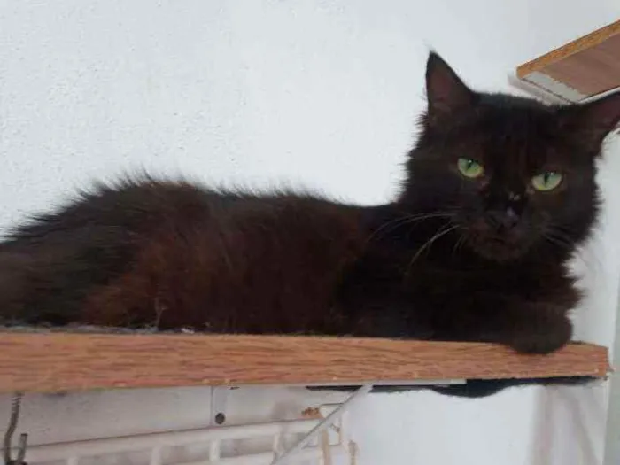Gato ra a SRD idade 2 anos nome Megan Meggie