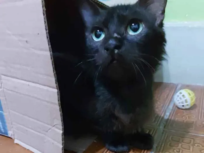 Gato ra a SRD idade 2 anos nome Megan Meggie