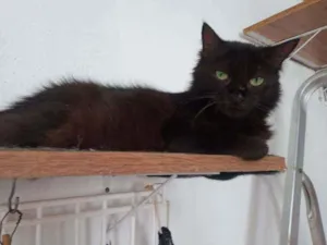 Gato raça SRD idade 2 anos nome Megan Meggie
