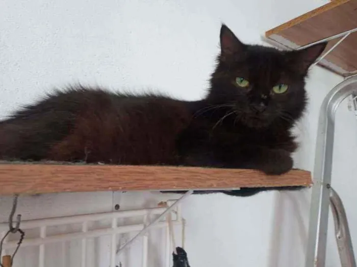 Gato ra a SRD idade 2 anos nome Megan Meggie