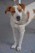 Snoopy