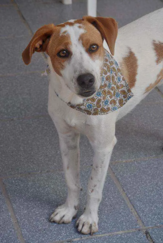 Cachorro ra a Srd idade 2 anos nome Snoopy