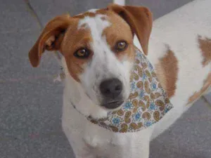 Cachorro raça Srd idade 2 anos nome Snoopy