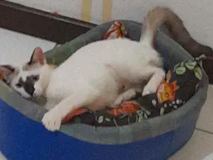 Gato raça Srd idade 2 a 6 meses nome Perola