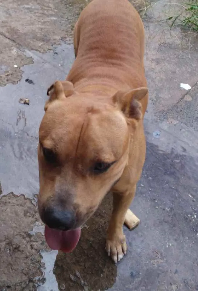 Cachorro raça pitbul idade 2 a 6 meses nome tito