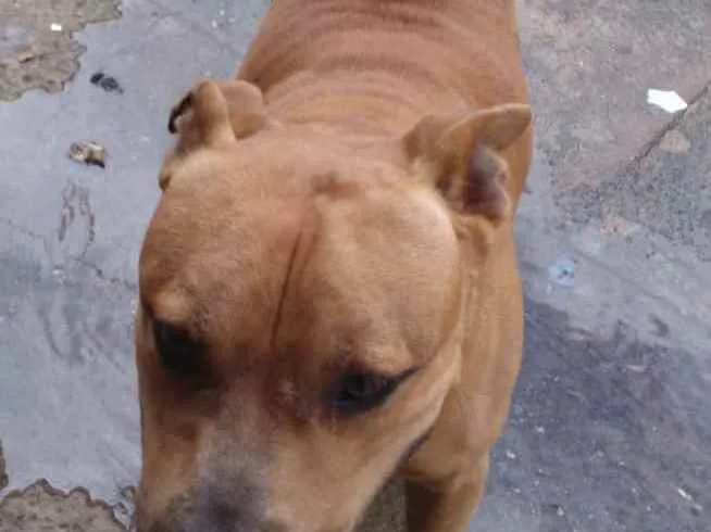 Cachorro raça pitbul idade 2 a 6 meses nome tito