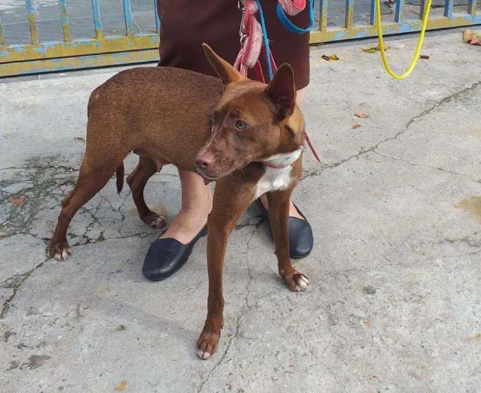 Cachorro raça SRD idade 1 ano nome Nina