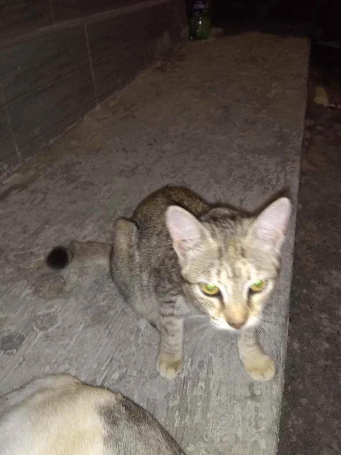 Gato ra a Mestiço  idade 2 a 6 meses nome B1