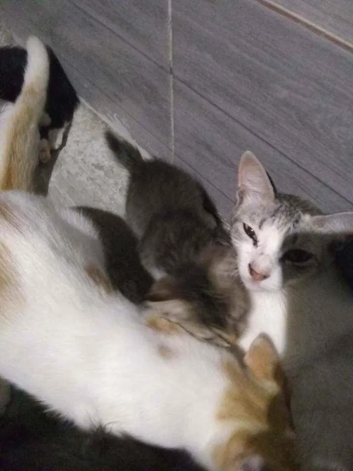 Gato ra a Mestiço  idade 2 a 6 meses nome B1