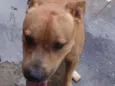 tito