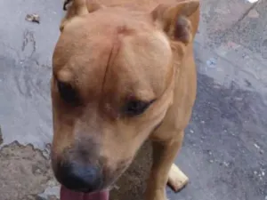 Cachorro raça pitbul idade 2 a 6 meses nome tito